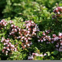 Origanum Sorten