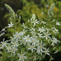 Milchstern - Ornithogalum