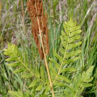Knigsfarn (Osmunda regalis)