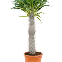 Pachypodium lamerei