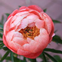 Paeonia x lactiflora 'Coral Charm'