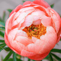 Paeonia x lactiflora 'Coral Charm'