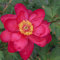 Paeonia Itoh 'Unique'