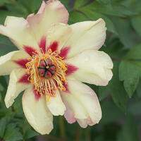 Paeonia Itoh-Hybride 'Court Jester'
