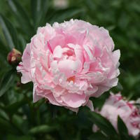 Pfingstrosen - Paeonia