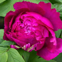 Paeonia x suffruticosa 'Wu Long Peng Sheng'