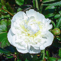 Paeonia x lactiflora 'Duchesse de Nemours'