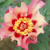 Paeonia Itoh-Hybride 'Court Jester'