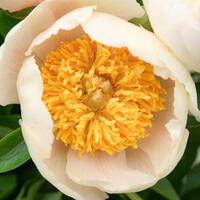 Paeonia x lactiflora 'Claire de Lune'