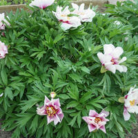Paeonia Itoh-Hybride 'Cora Louise'