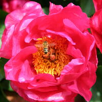 Paeonia x lactiflora 'Paula Fay'