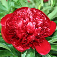 Paeonia x lactiflora 'Red Charm'
