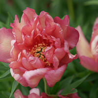 Paeonia Itoh-Hybride 'Hillary'