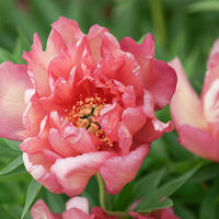 Paeonia Itoh-Hybride 'Hillary'