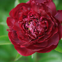Paeonia x lactiflora 'Old Faithful'