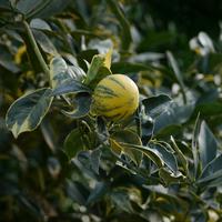 Panaschierte Orange 'Tarocco foliis variegatis'