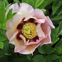 Paeonia x suffruticosa 'Pastel Splendour'