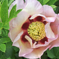 Paeonia x suffruticosa 'Pastel Splendour'