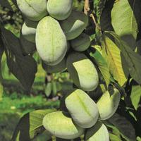 Pawpaw KSU Atwood