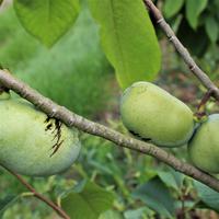 Pawpaw Prima
