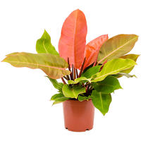Philodendron