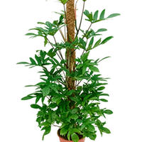 Philodendron pedatum