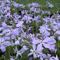 Wald-Phlox 'Clouds of Perfume'