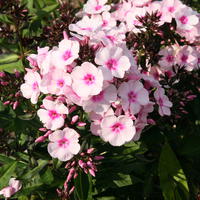 Flammenblume 'Bright Eyes'