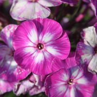 Hohe Garten-Flammenblume 'Uspech'