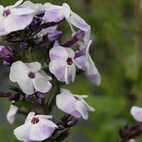 Flammenblume 'Violetta Gloriosa'