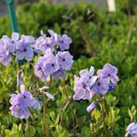 Wander-Phlox (Phlox stolonifera) 'Blue Ridge'