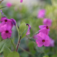 Wander-Phlox (Phlox stolonifera) 'Pink Ridge'