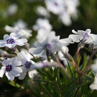 Polster-Flammenblume 'Bavaria'