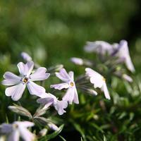 Polster-Flammenblume 'Early Spring Lavender'