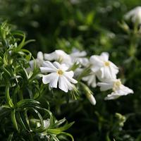 Polster-Flammenblume (Phlox subulata) 'Early Spring White'