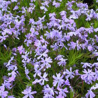 Phlox - Flammenblume
