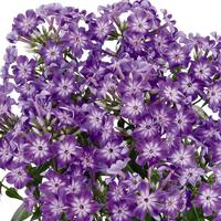 Flammenblume 'Early Purple Eye'