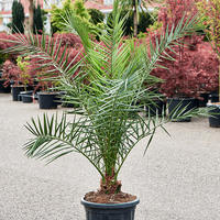 Phoenix canariensis (140-160)