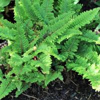 Schmaler Schildfarn (Polystichum tsus-simense)