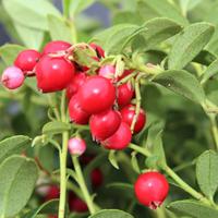 Preiselbeeren