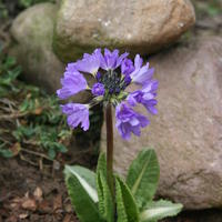 Kugelprimel (Primula denticulata)