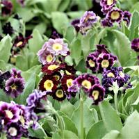 Garten-Aurikel (Primula auricula Hybride)
