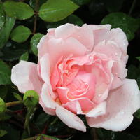 Rose 'Albertine'