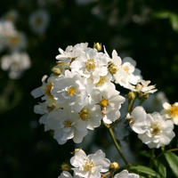 Ramblerrose ‘Bobbie James’