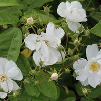 Ramblerrose Bobby James