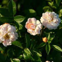 Himmelstrmer Rosen (500-800 cm)