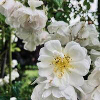 Himmelstrmer Rosen (500-800 cm)