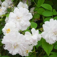 Ramblerrose 'Paul's Himalayan Musk'