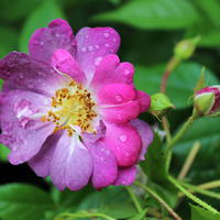 Ramblerrose 'Veilchenblau'
