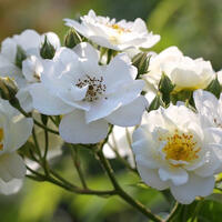 Ramblerrose 'Rambling Rector'